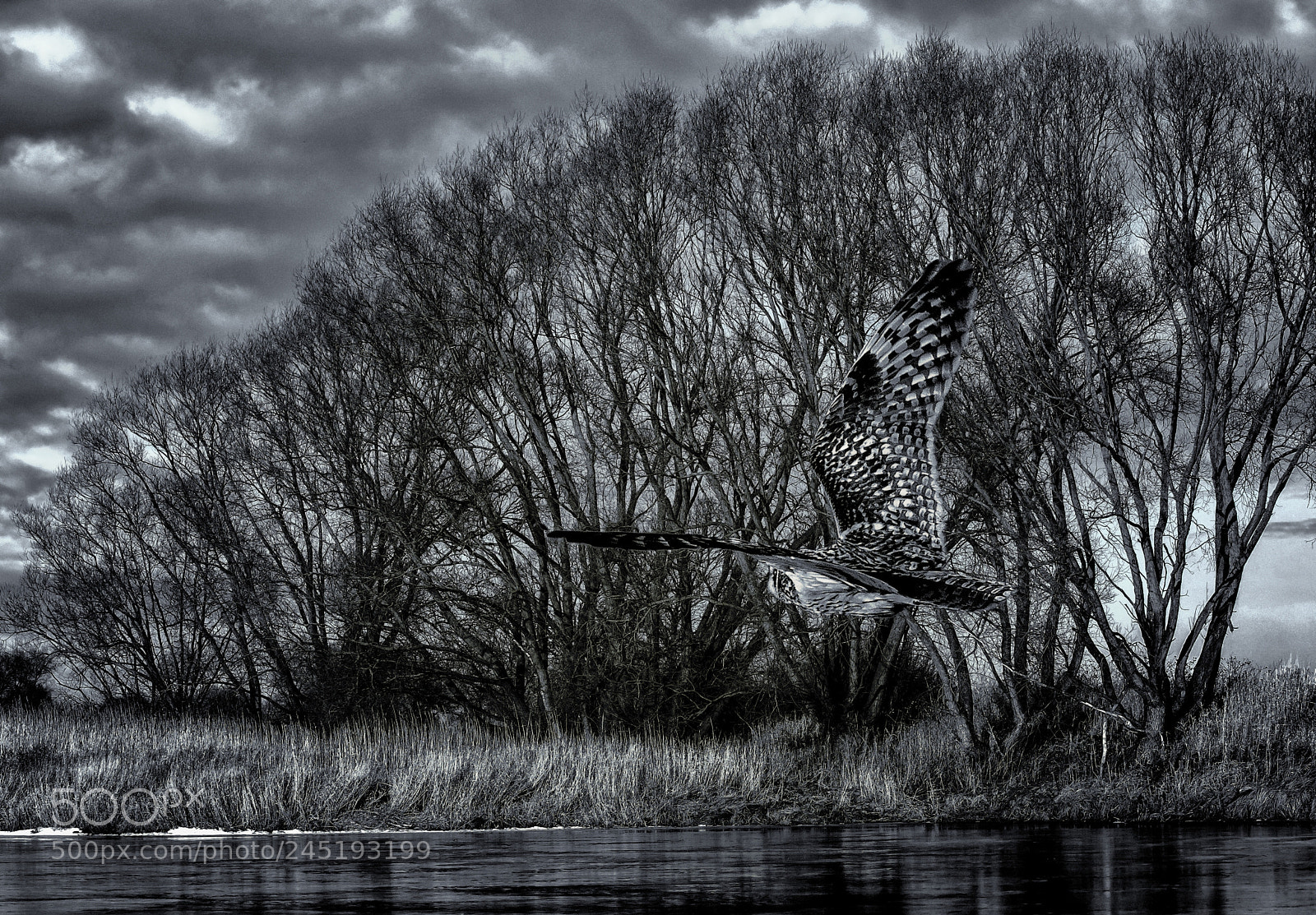 Nikon D7100 sample photo. Barn owl photography