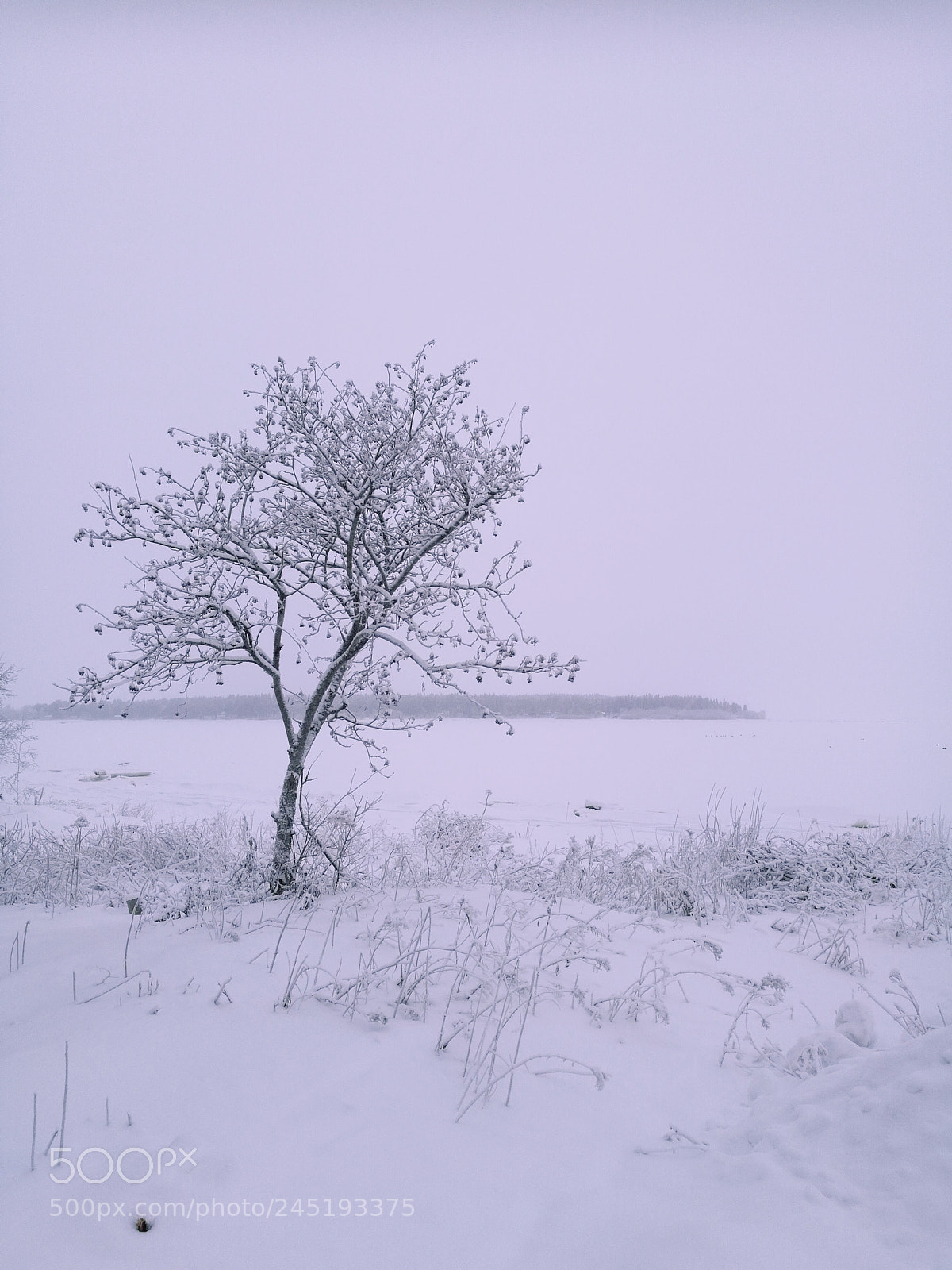 HUAWEI Honor 8 sample photo. Frozen photography