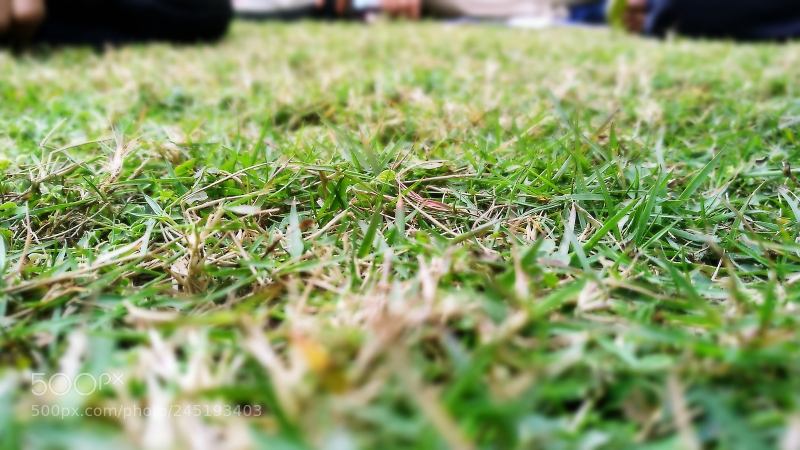 Xiaomi MI MAX 2 sample photo. Grass photography