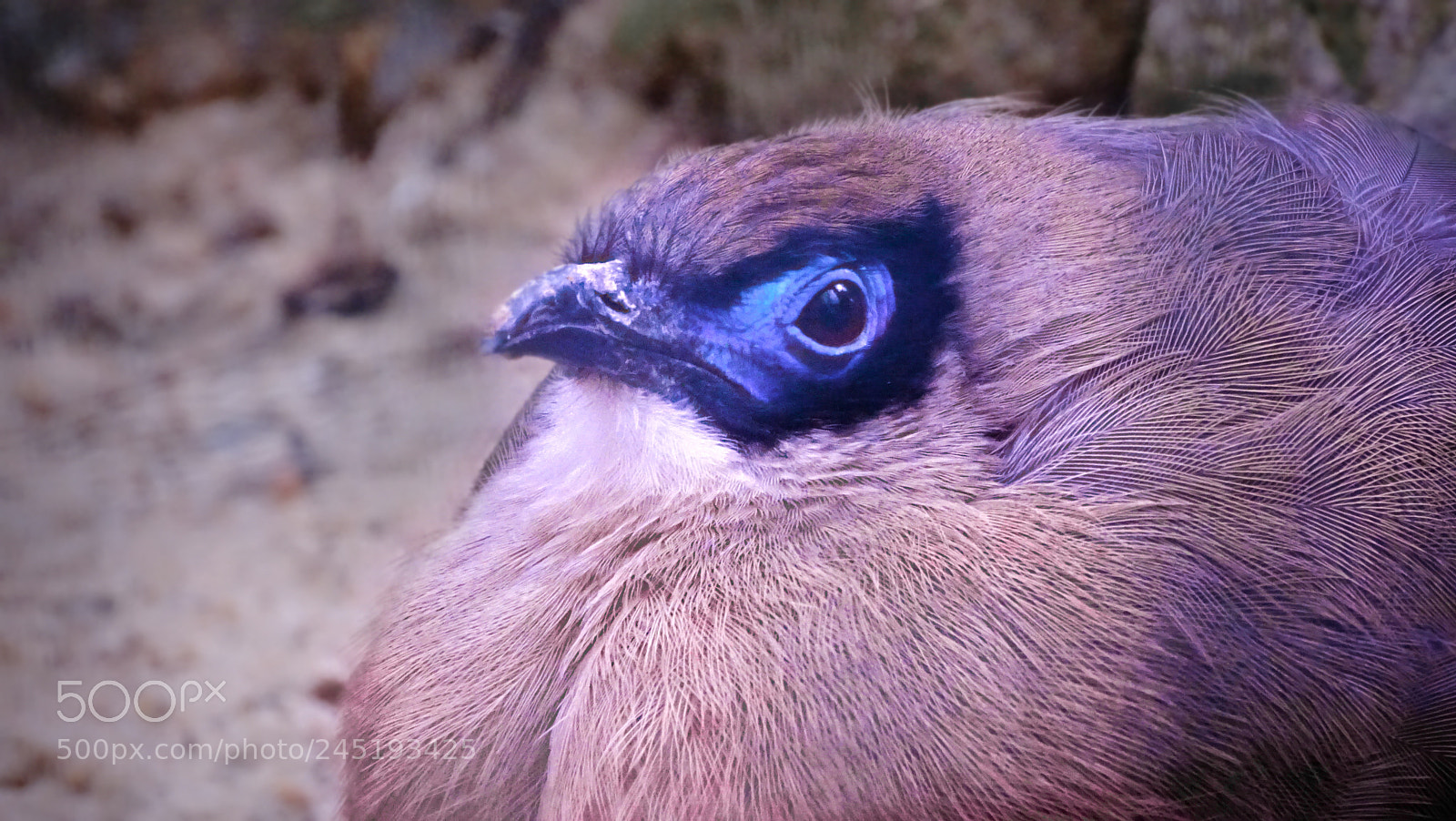 Sony Cyber-shot DSC-HX350 sample photo. Vogel-portrait photography