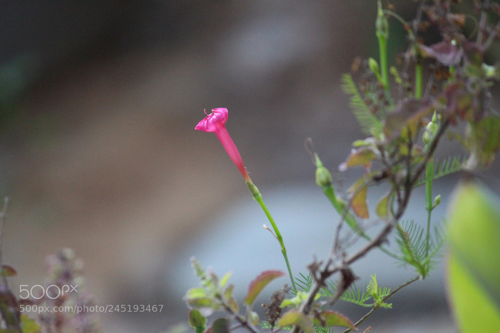 Canon EF-S 55-250mm F4-5.6 IS II sample photo. Relationship=single photography