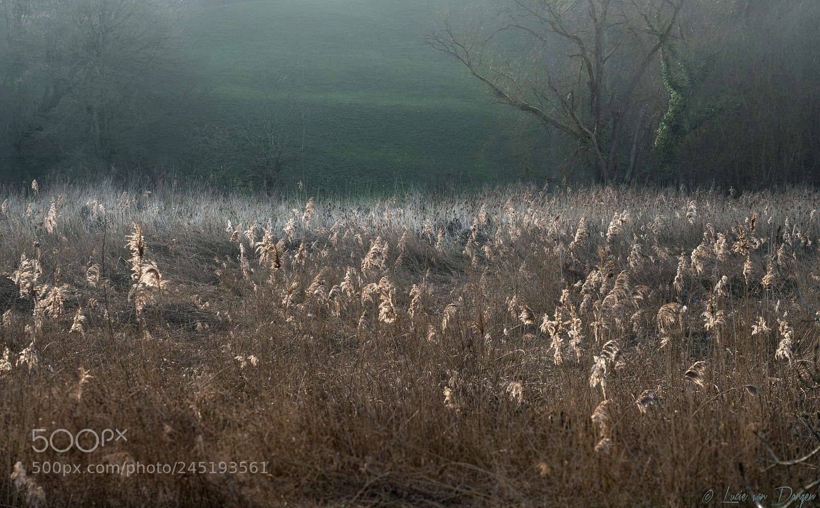 Sony a7R II sample photo. Mist photography