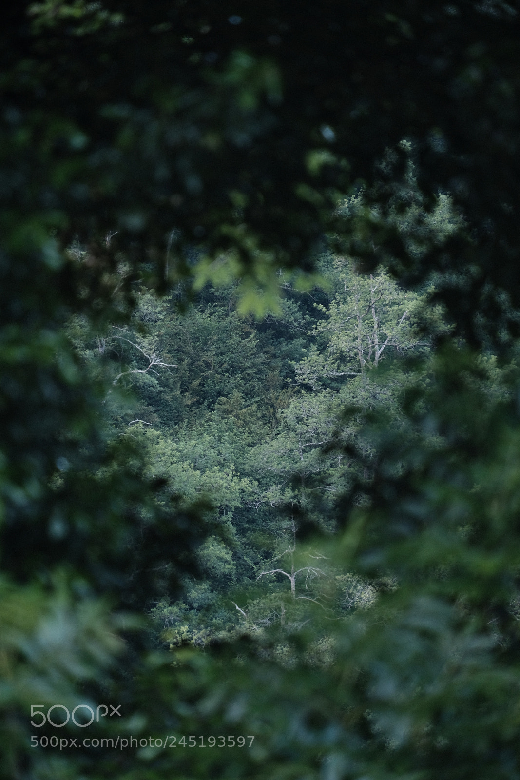 Fujifilm X-T2 sample photo. Green in green photography