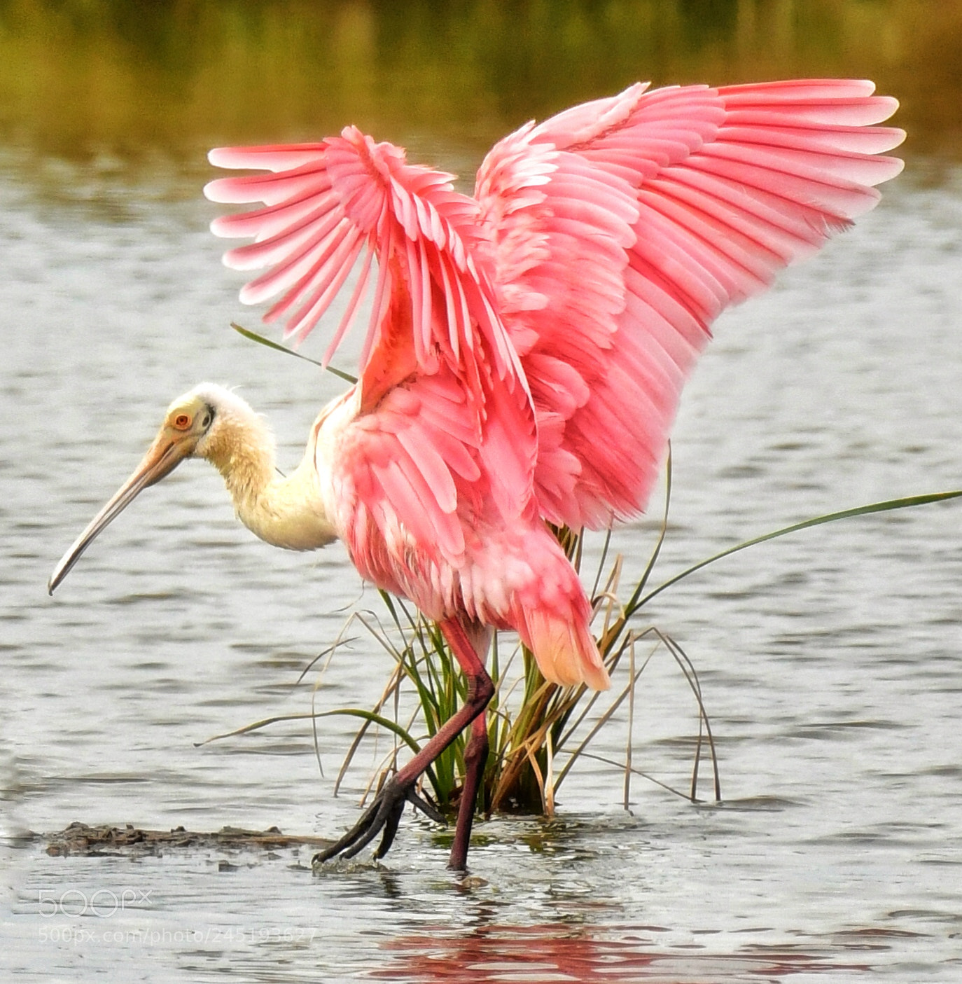 Nikon D500 sample photo. Pink wings photography