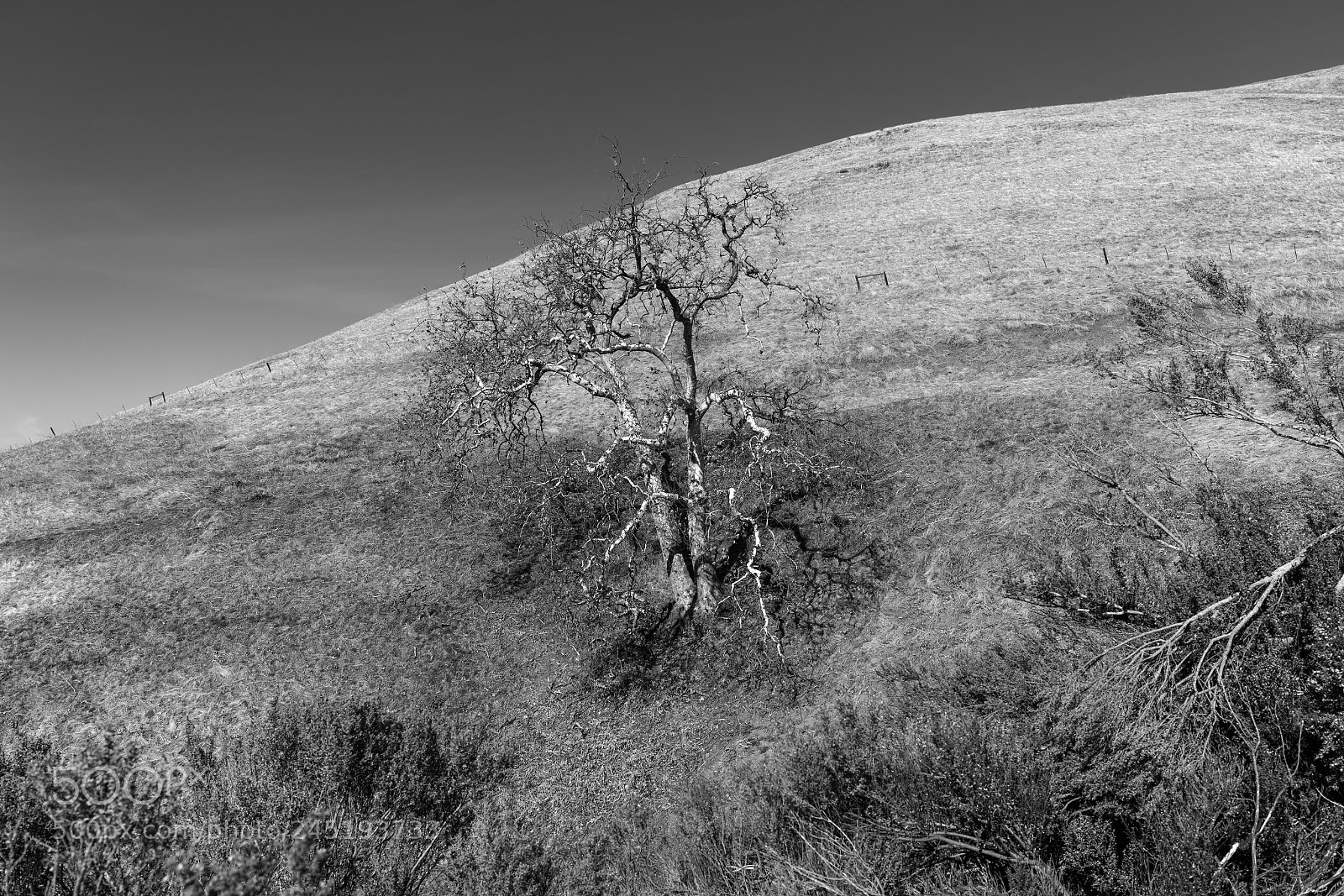 Sony a7R II sample photo. Hillside tree photography