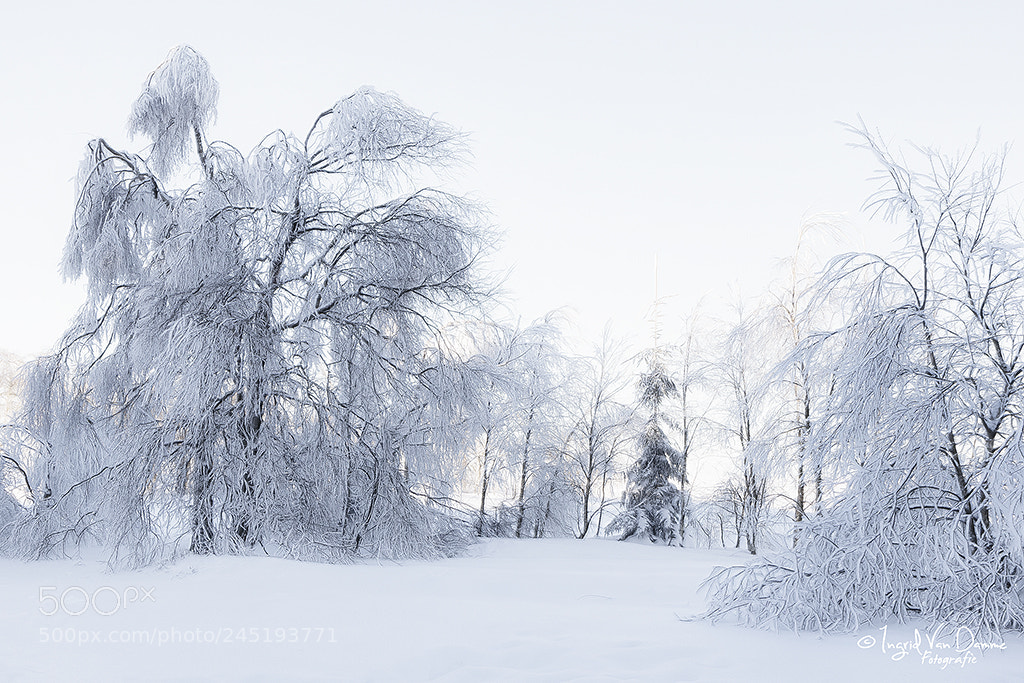 Canon EOS 7D Mark II sample photo. White trees photography