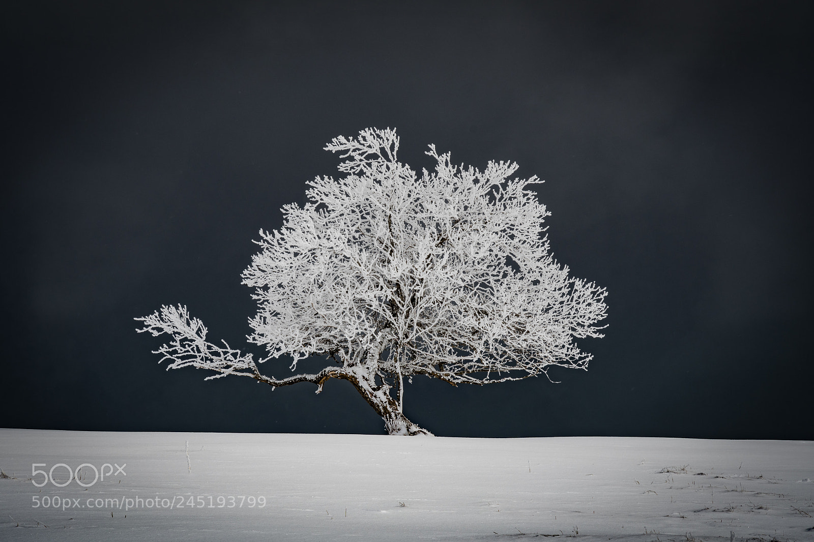 Nikon D500 sample photo. Jura winter 3 photography
