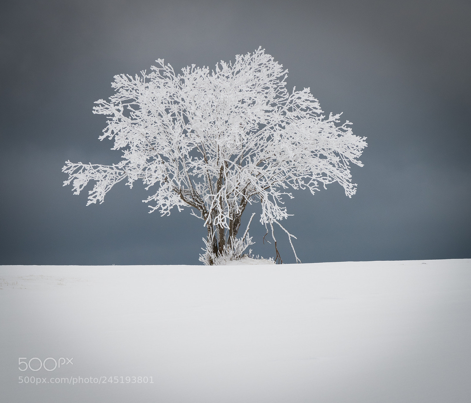 Nikon D500 sample photo. Jura winter 5 photography