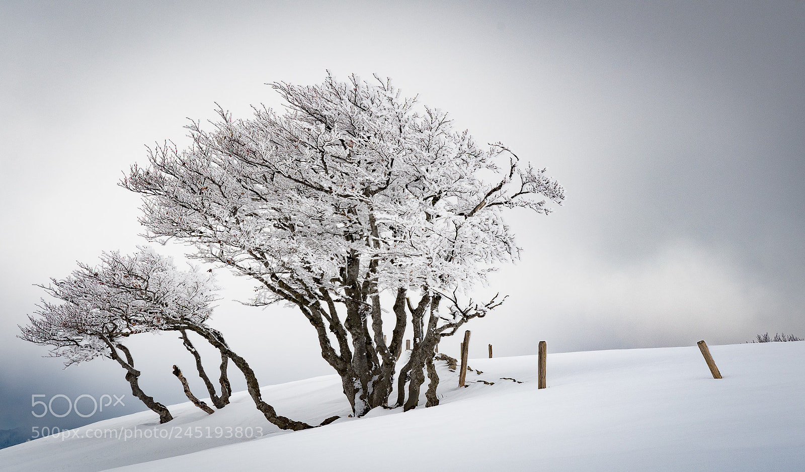 Nikon D500 sample photo. Jura winter 4 photography
