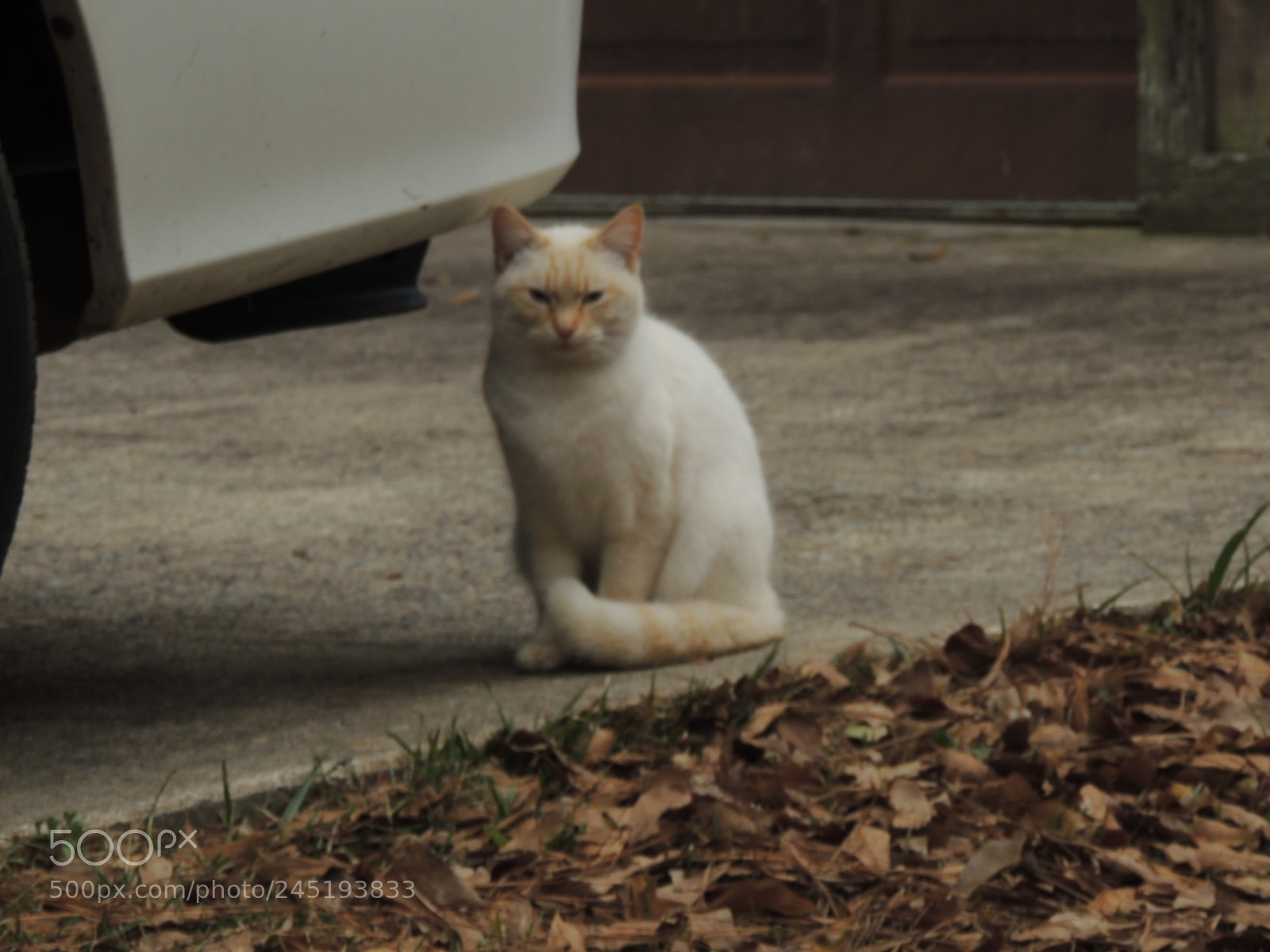 Nikon Coolpix P510 sample photo. Kitty watches photography