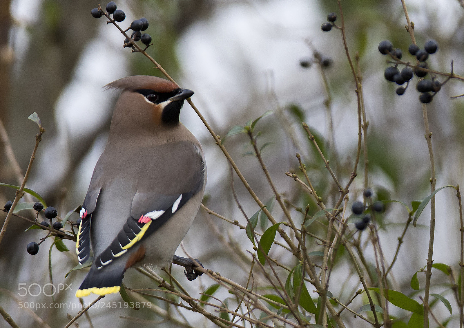 Canon EOS-1D X sample photo. Bohemian waxwing photography