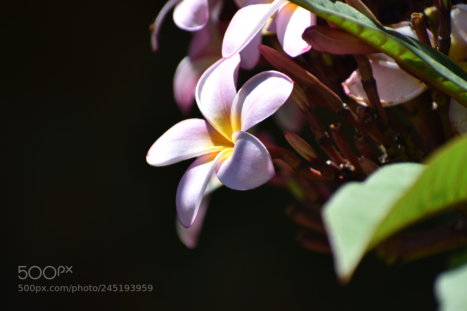 Nikon D3400 sample photo. Frangipani photography