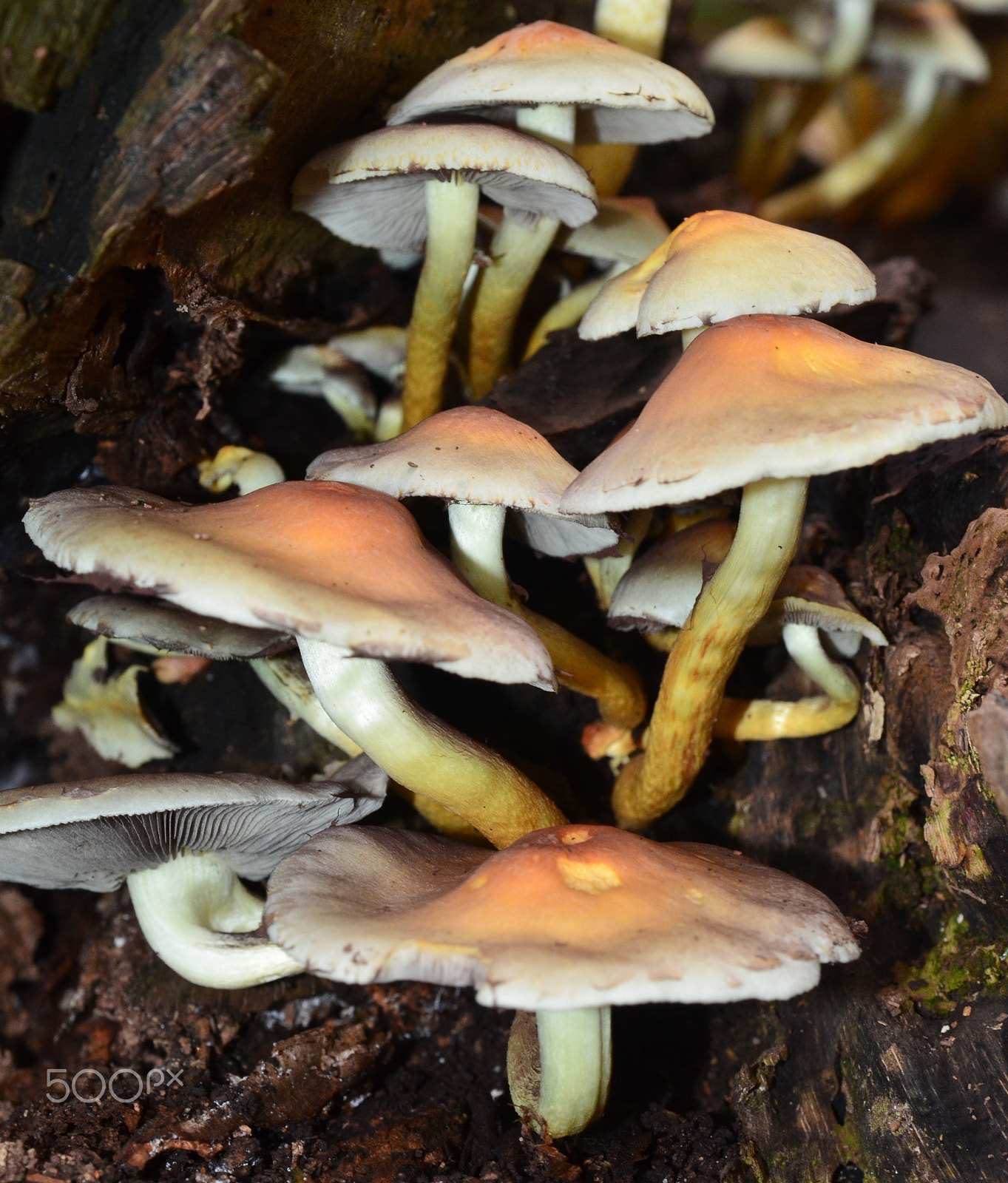 AF Micro-Nikkor 60mm f/2.8 sample photo. Mushrooms photography