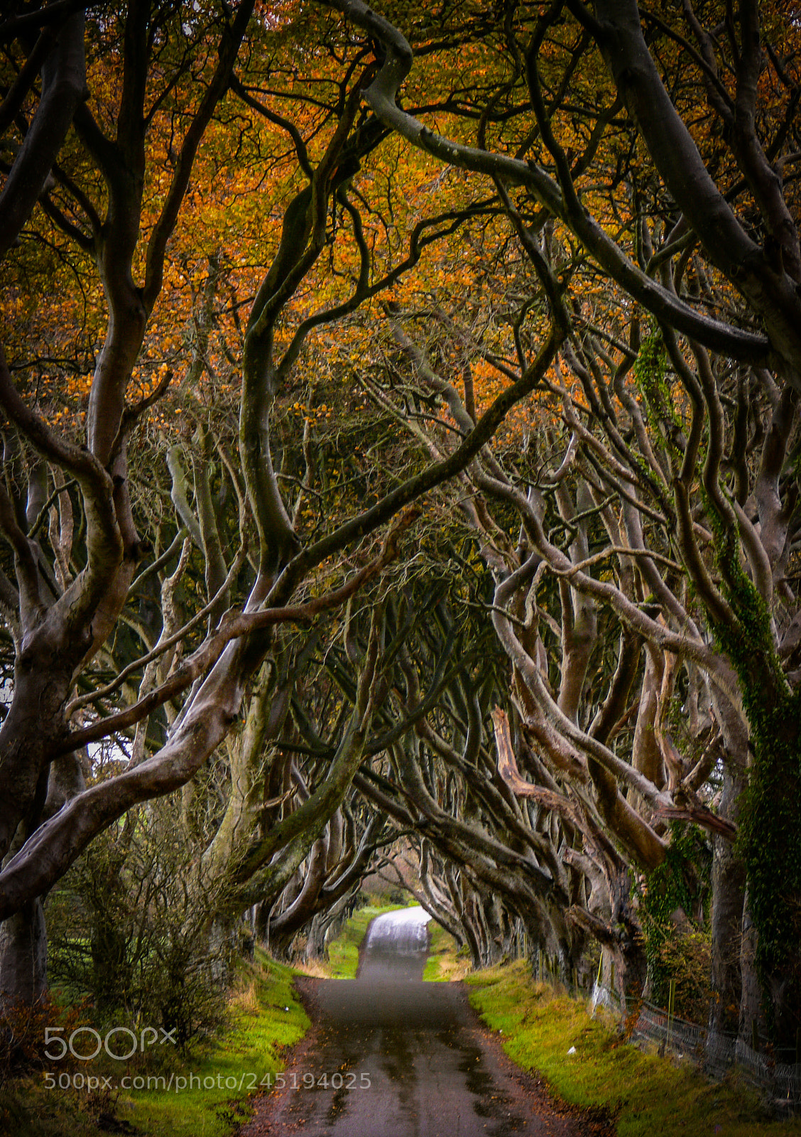 Panasonic DMC-FZ30 sample photo. Dark hedges photography