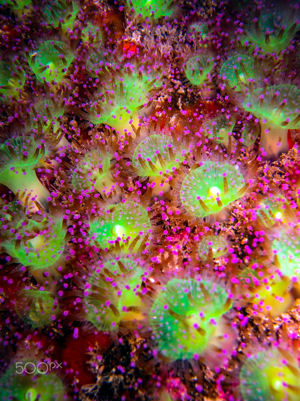 Fujifilm FinePix F30 sample photo. Jewel anemones photography