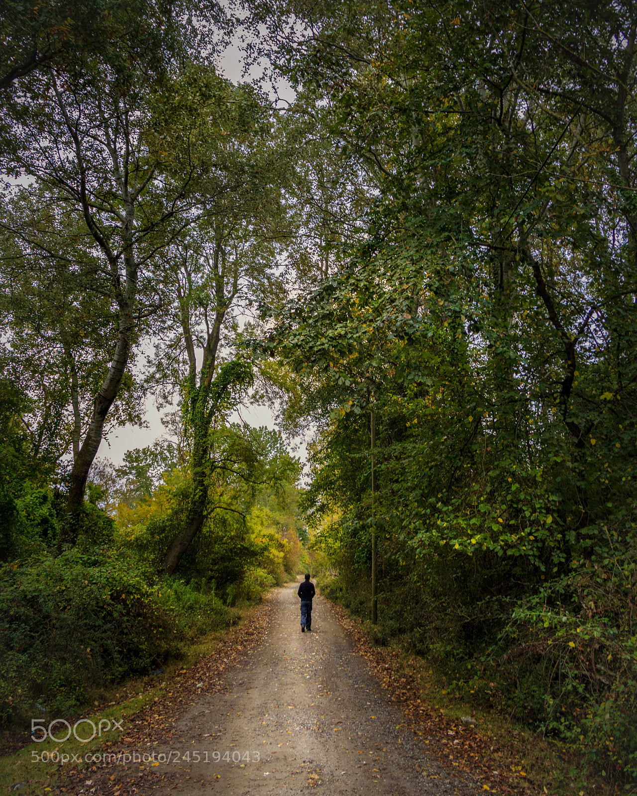 Canon EOS 60D sample photo. Into the wild photography