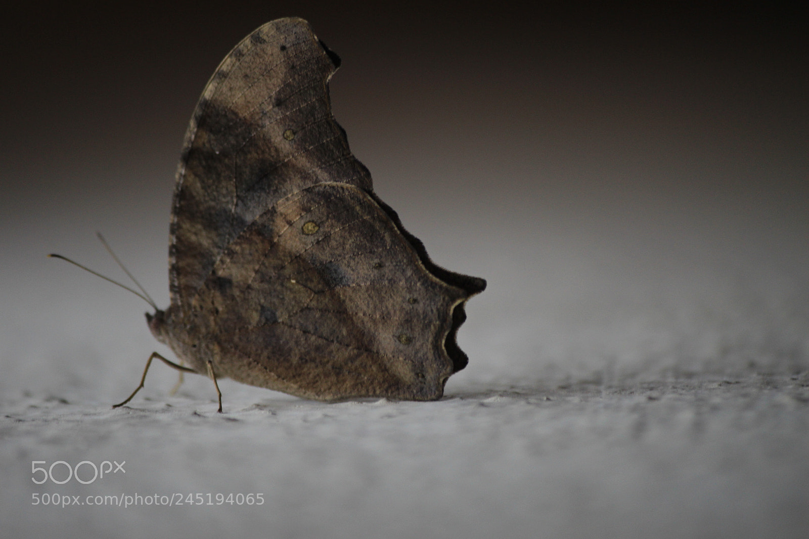 Canon EF-S 55-250mm F4-5.6 IS II sample photo. Butterfly photography