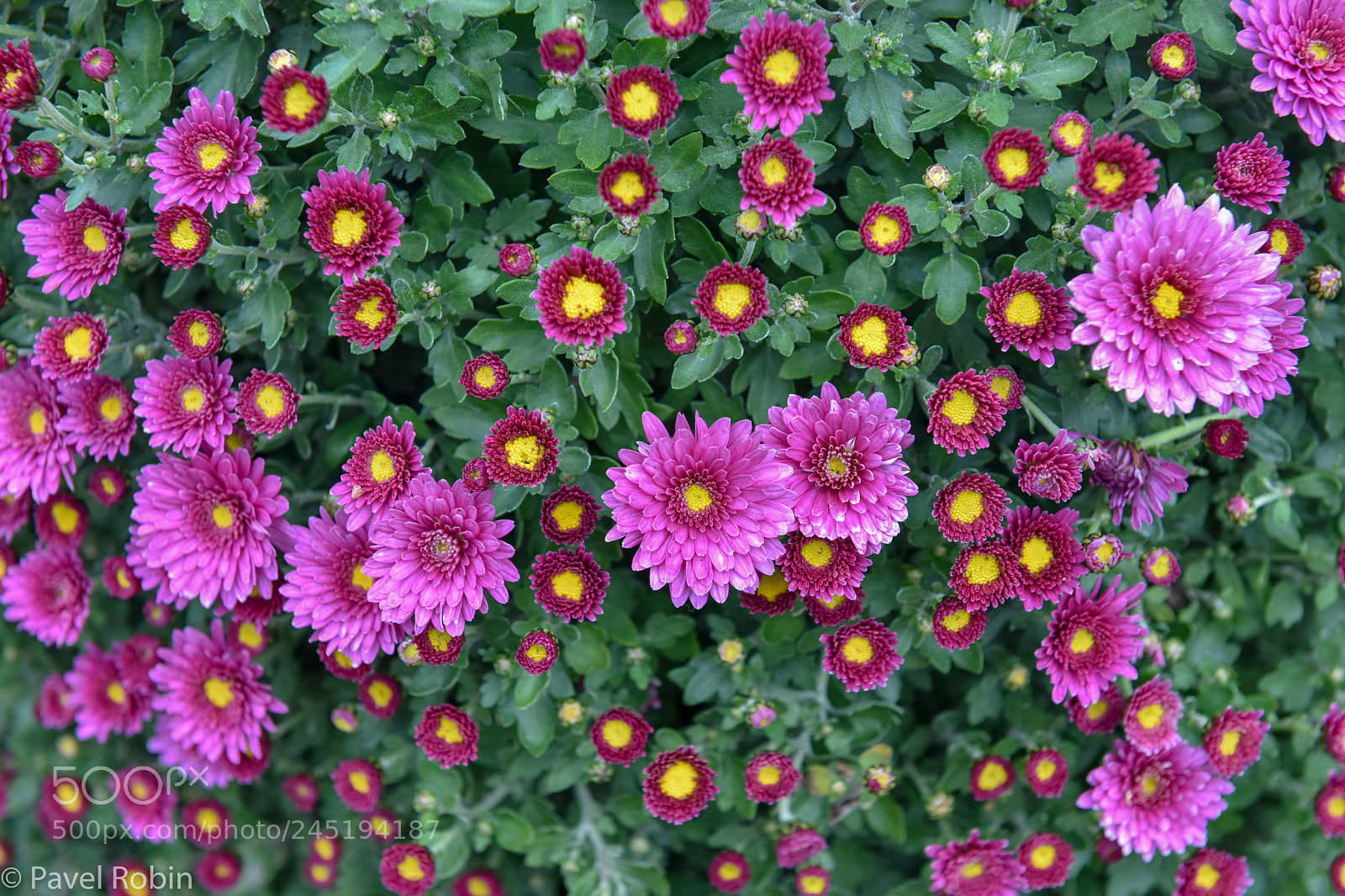 Nikon D810 sample photo. Chrysanthemums photography