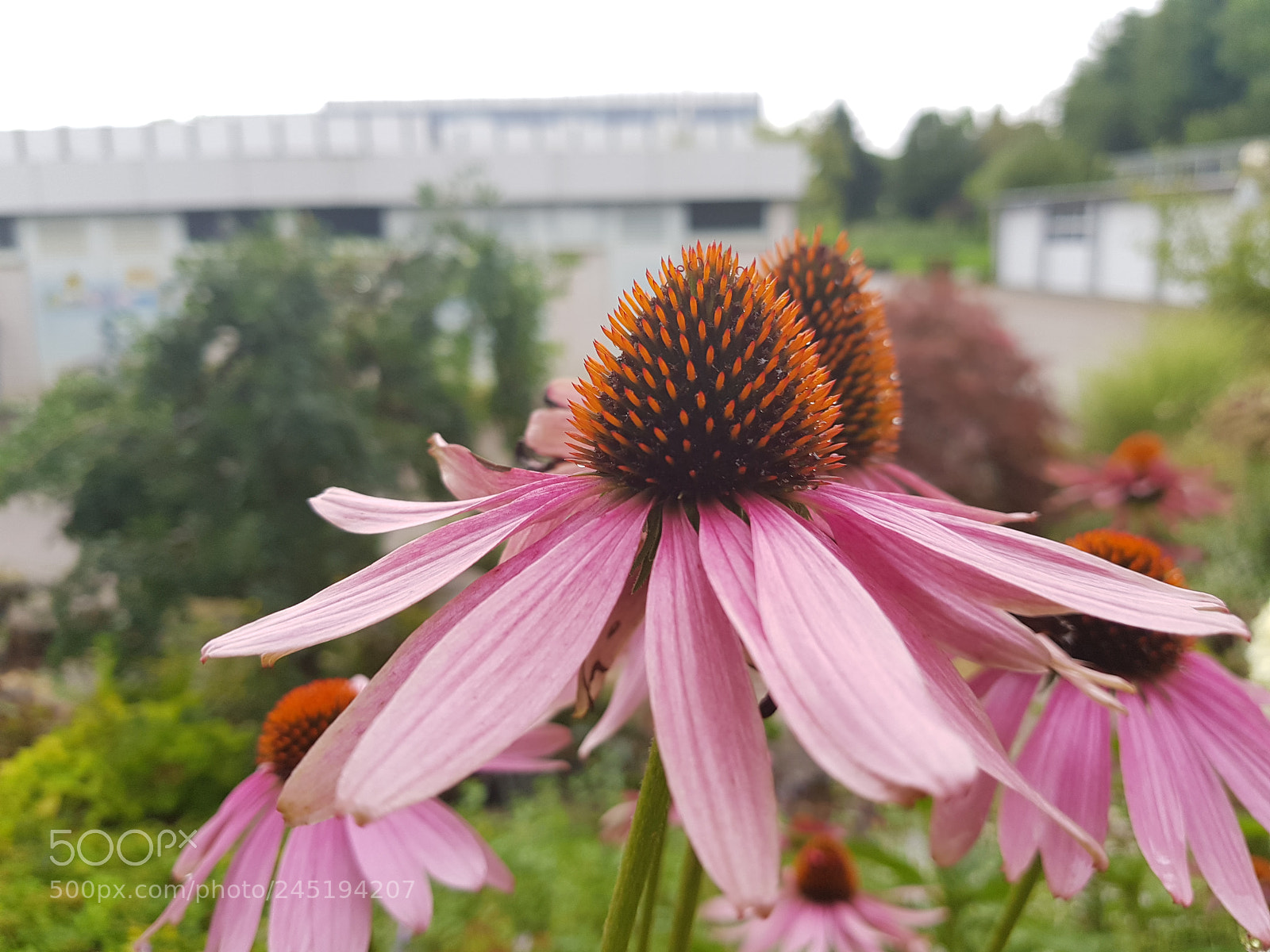 Samsung Galaxy S8+ sample photo. Echinacea purpurea photography