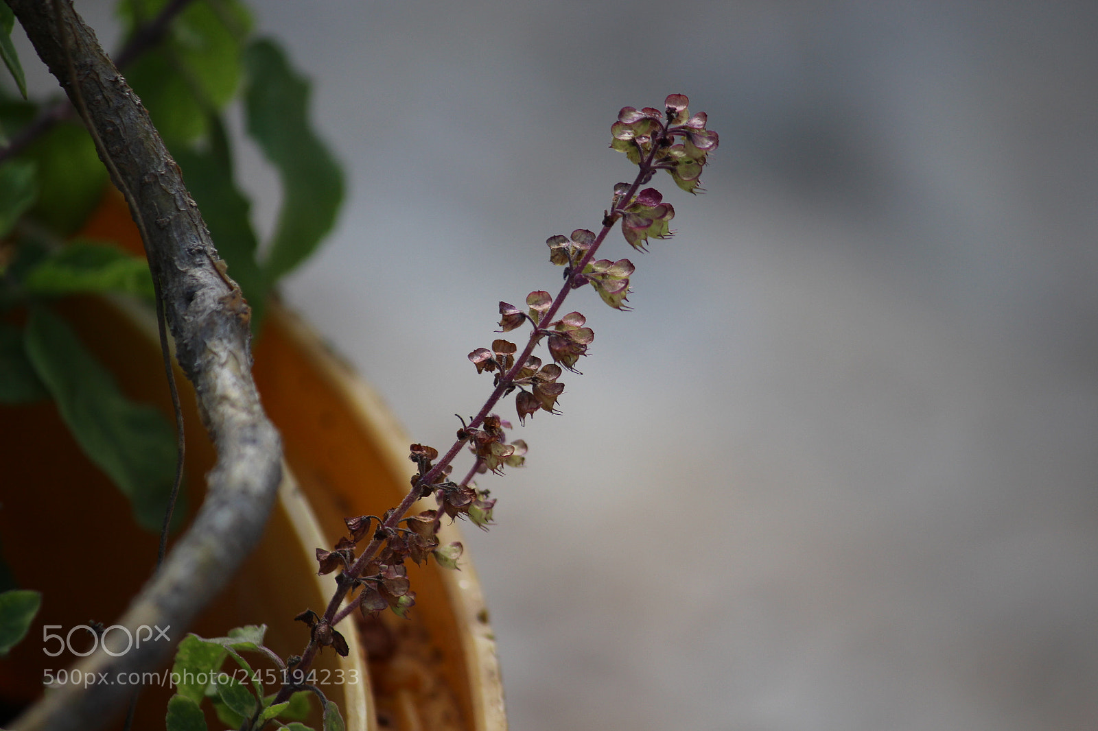 Canon EF-S 55-250mm F4-5.6 IS II sample photo. Tulasi seeds photography
