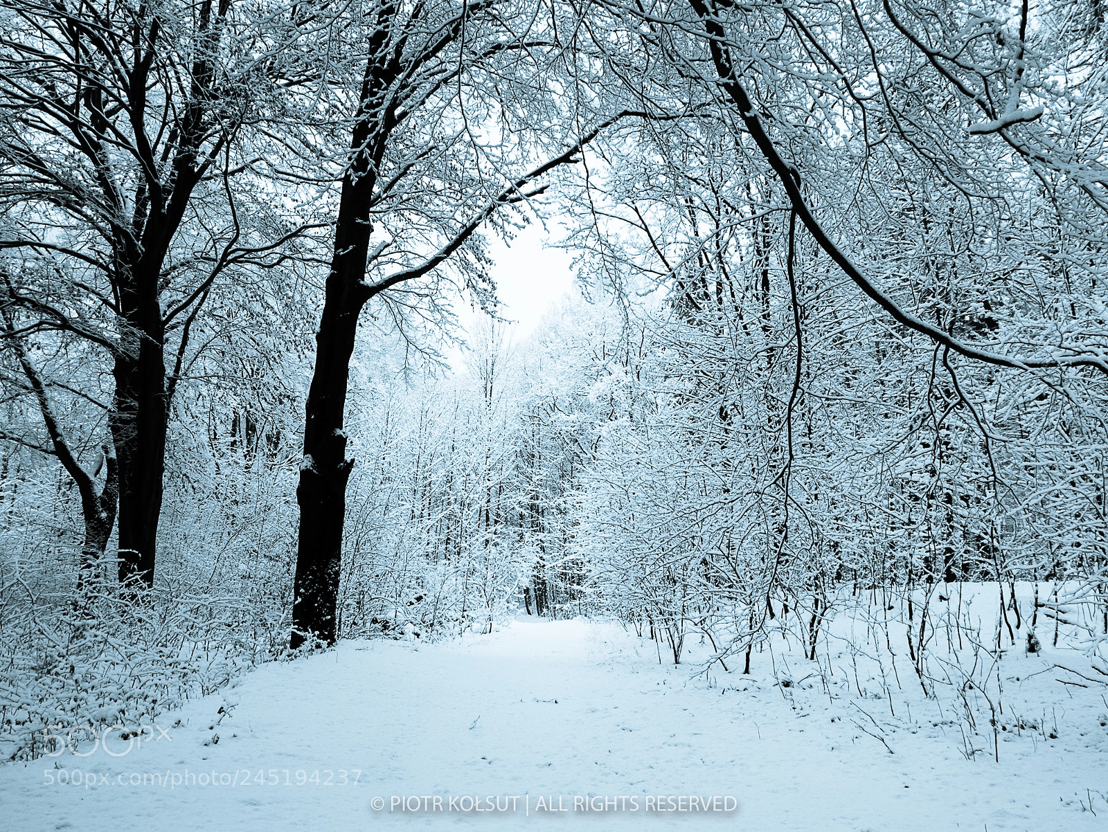 Panasonic Lumix DMC-GX85 (Lumix DMC-GX80 / Lumix DMC-GX7 Mark II) sample photo. White forest photography