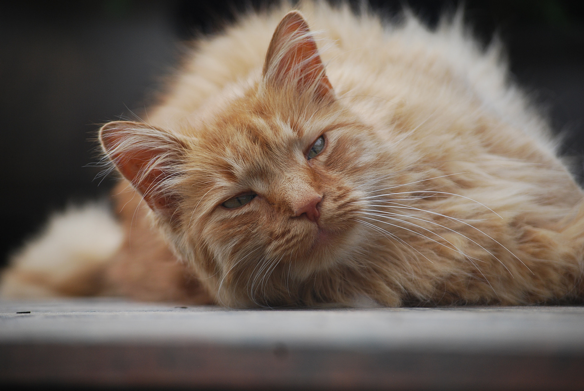 Nikon D40X sample photo. Nussemann photography