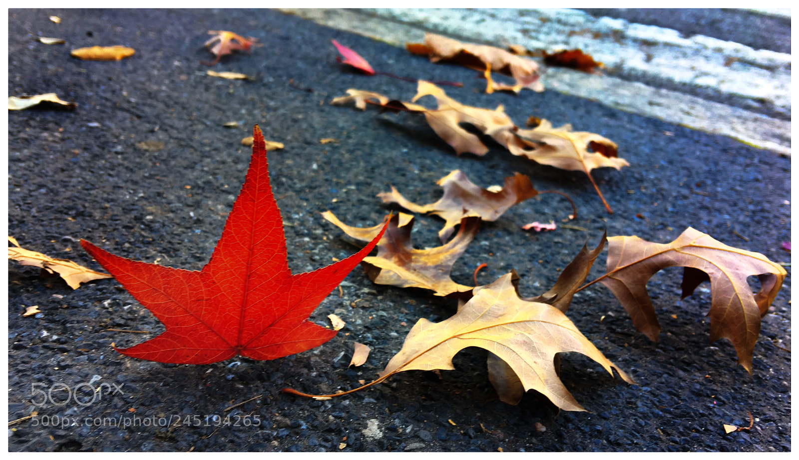 Apple iPhone 6s Plus sample photo. Foglia photography