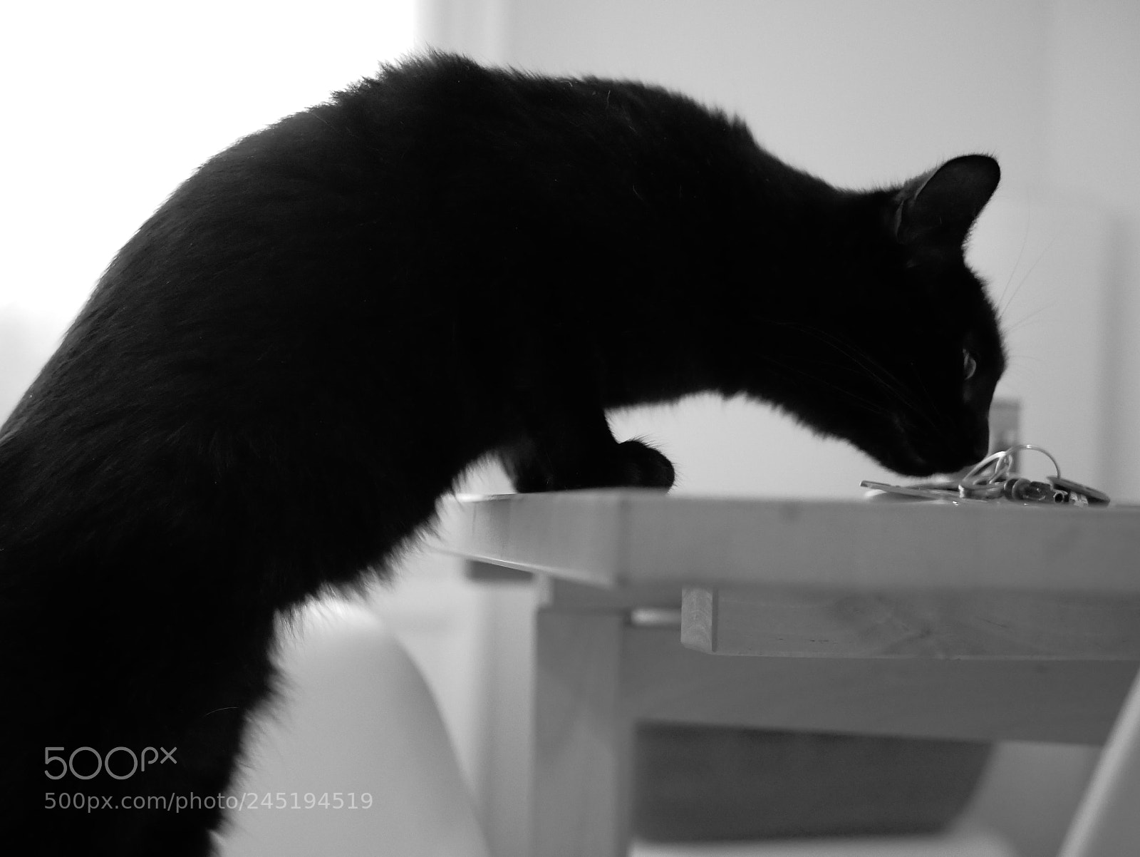 Panasonic Lumix DMC-GX85 (Lumix DMC-GX80 / Lumix DMC-GX7 Mark II) sample photo. Cat b&w 1 photography