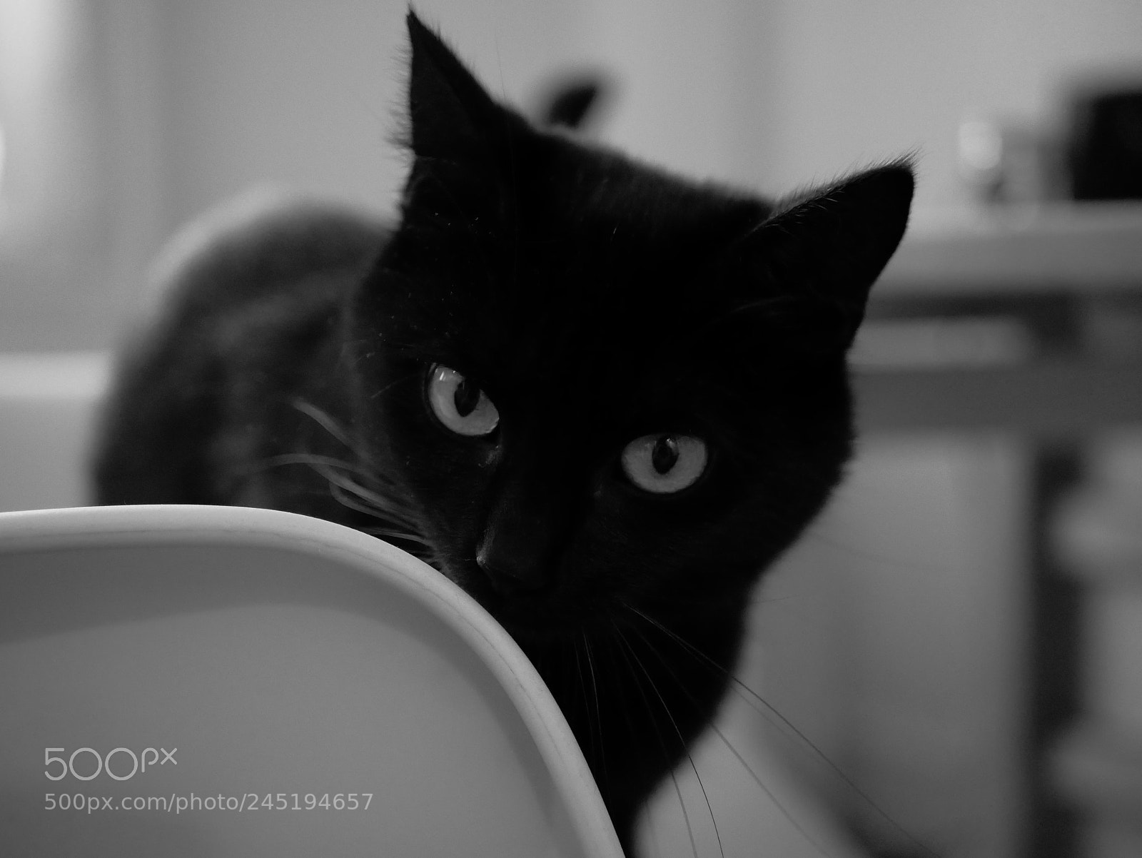Panasonic Lumix DMC-GX85 (Lumix DMC-GX80 / Lumix DMC-GX7 Mark II) sample photo. Cat b&w 2 photography