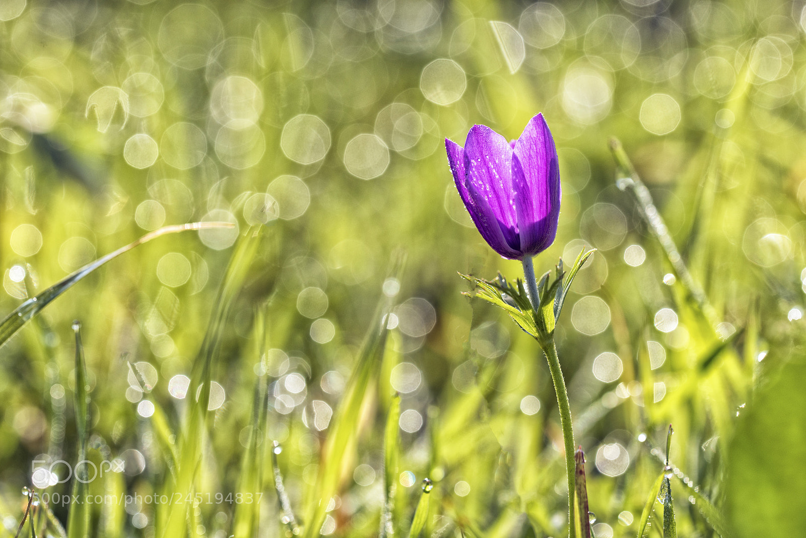 Nikon D810 sample photo. Morning bokeh photography