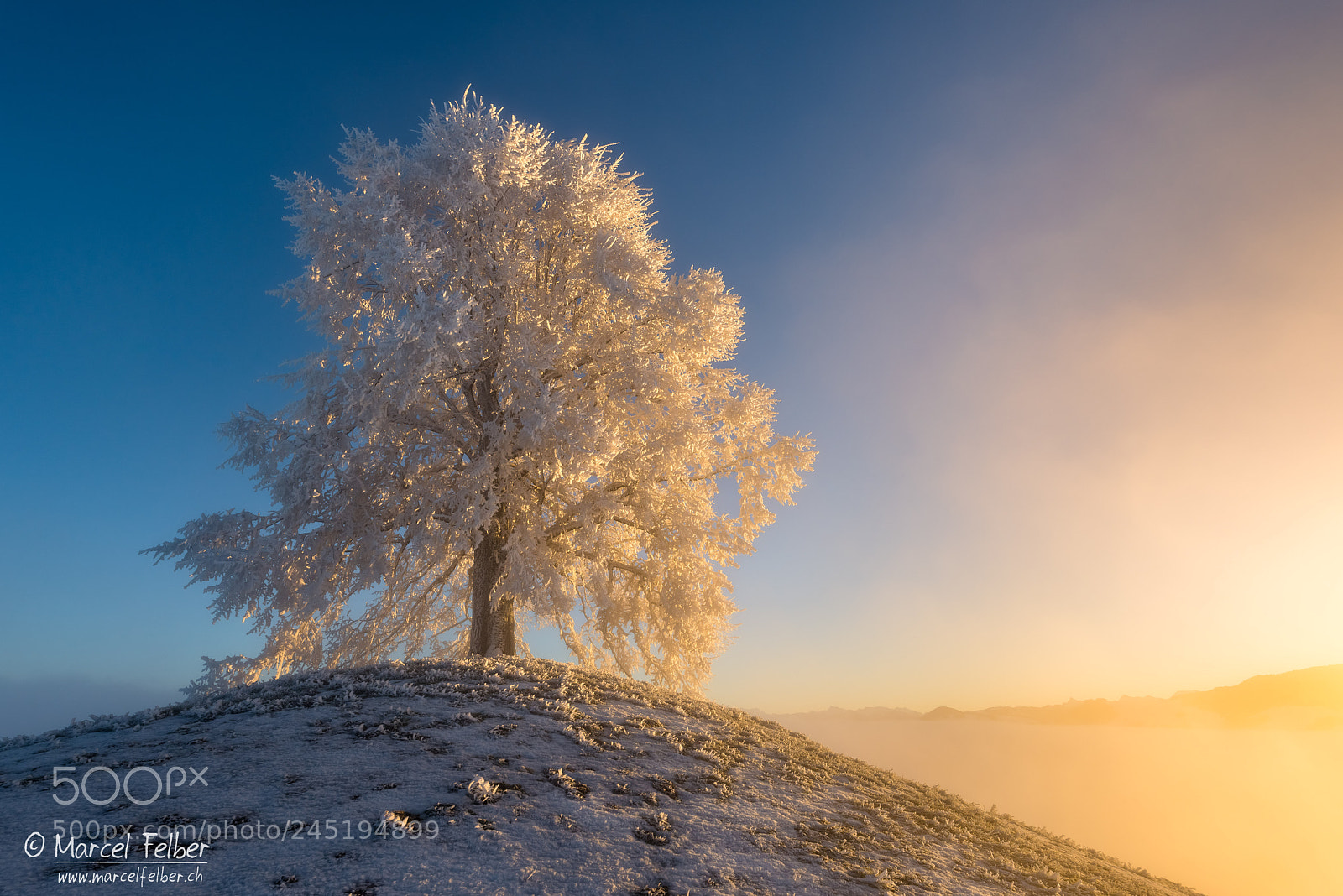 Nikon D800 sample photo. Ice tree photography