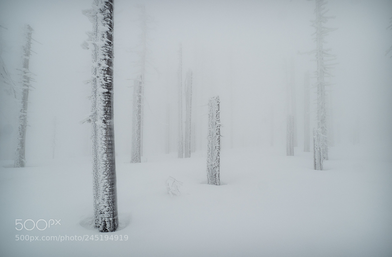 Olympus OM-D E-M1 Mark II sample photo. Dead trees photography