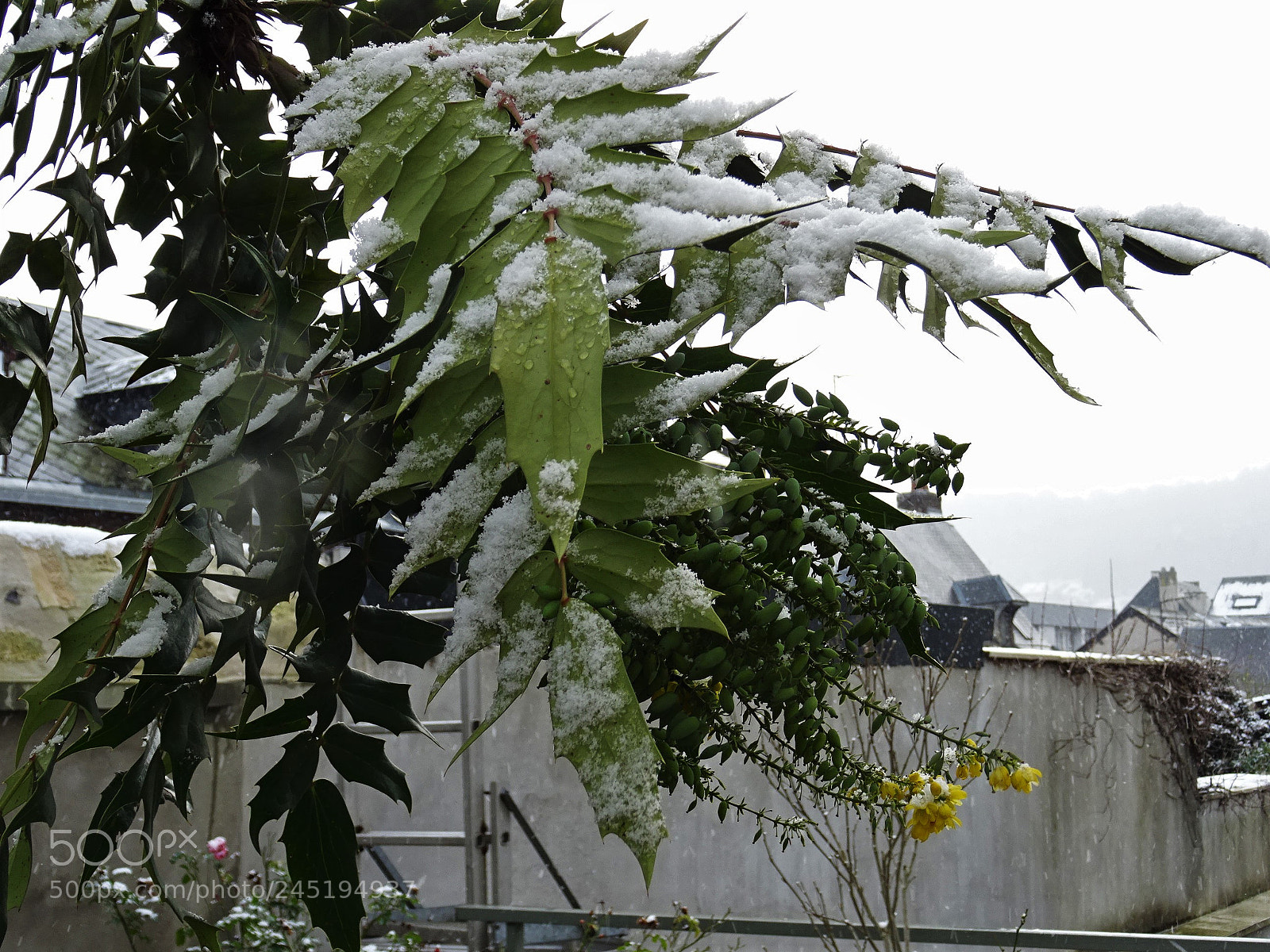 Sony DSC-HX60 sample photo. Mahonia sous la neige!. photography