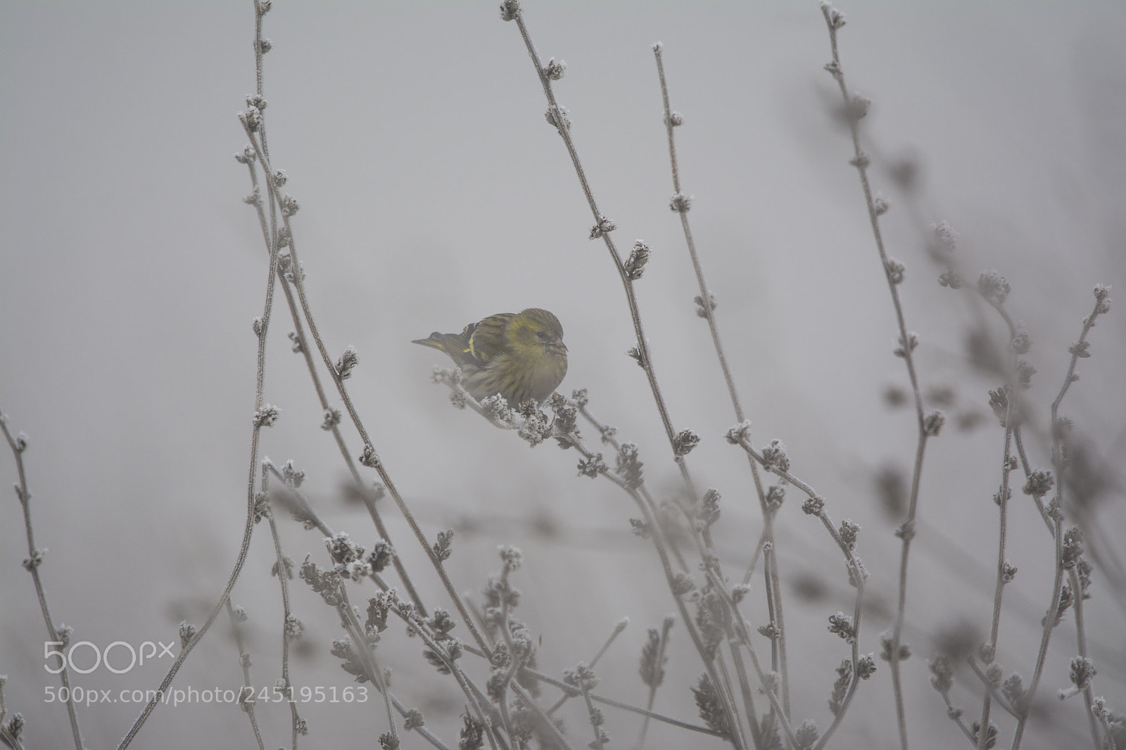Nikon D7100 sample photo. Eurasian siskin photography