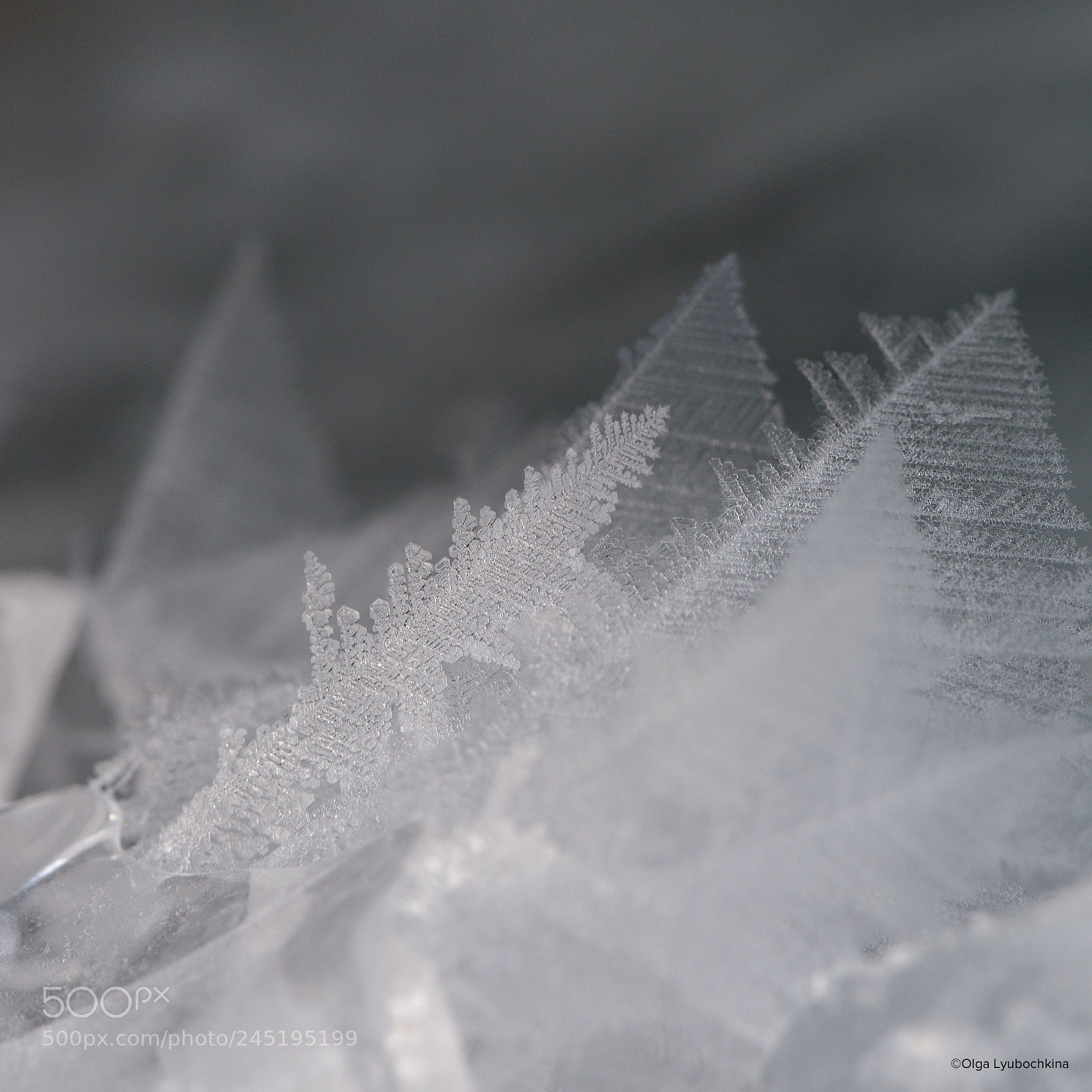 Nikon D800 sample photo. The snowflake like a photography