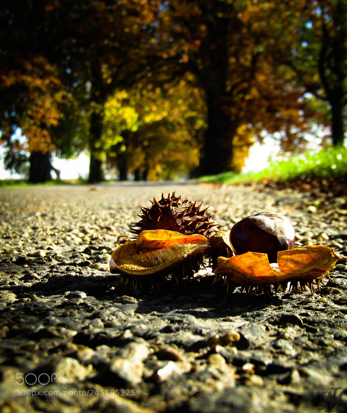 Canon PowerShot SX410 IS sample photo. Gesztenye photography