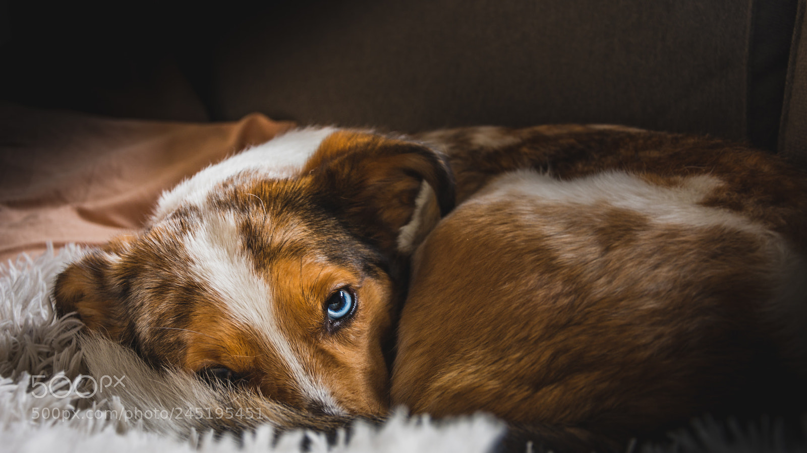 Nikon D7200 sample photo. Did someone say 'walk'? photography