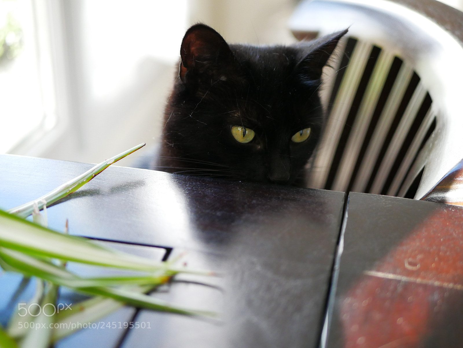 Panasonic Lumix DMC-GX85 (Lumix DMC-GX80 / Lumix DMC-GX7 Mark II) sample photo. Cat 1 photography