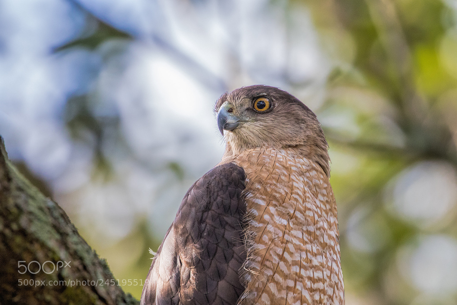 Canon EOS 7D Mark II sample photo. Portrait of a raptor photography