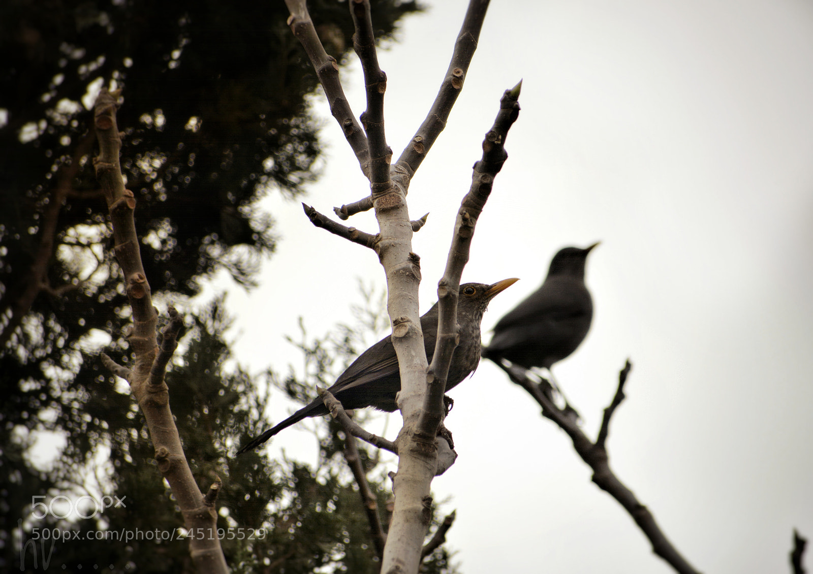 Nikon D7100 sample photo. A deux c'est plus photography