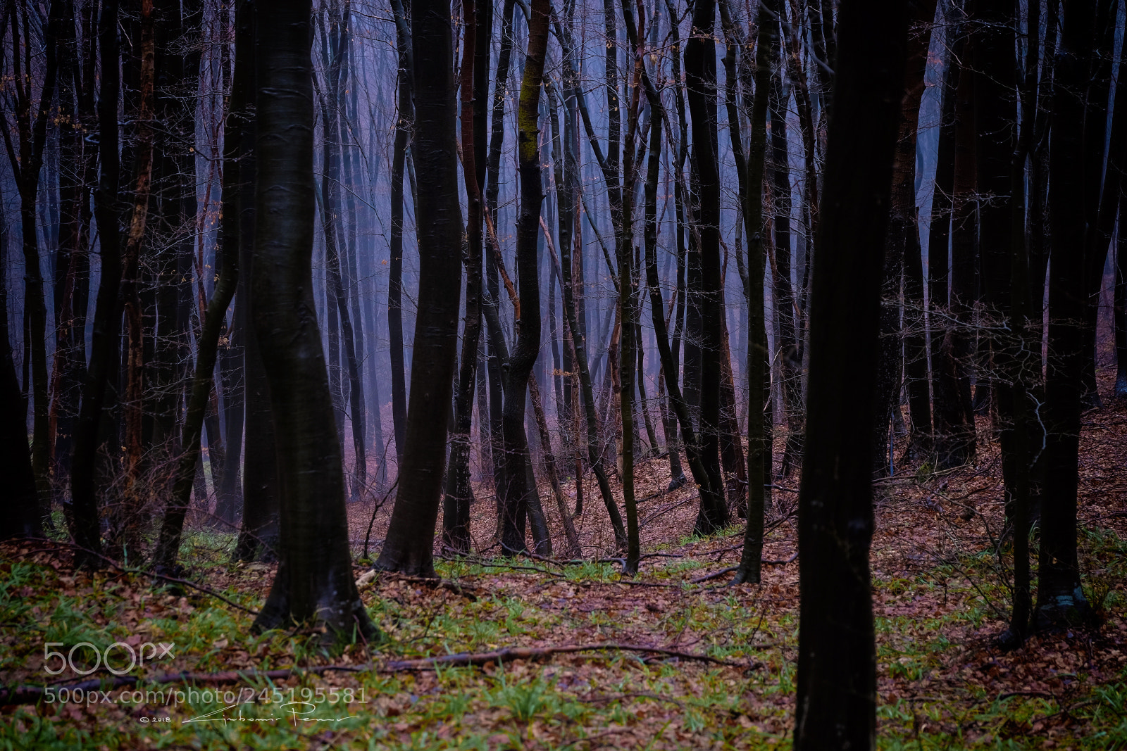 Fujifilm X-T1 sample photo. Forest photography
