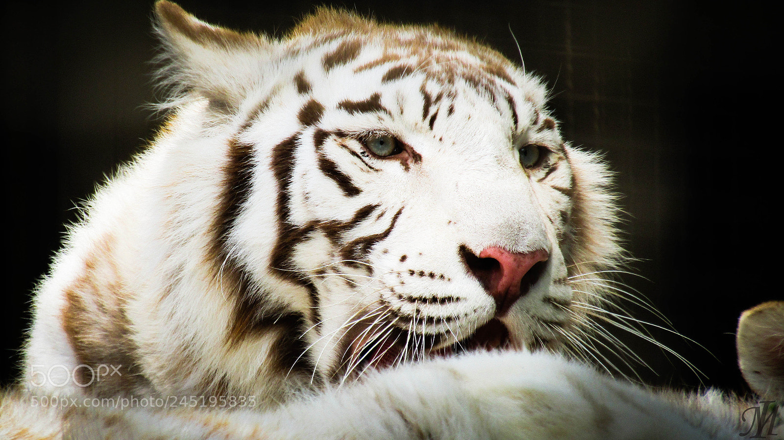 Canon PowerShot SX410 IS sample photo. Fehér tigris photography