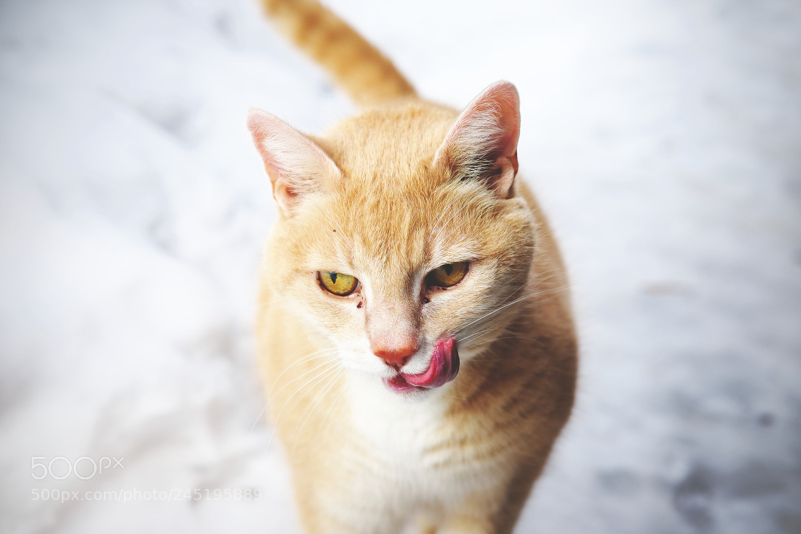 Fujifilm X-T10 sample photo. 26194001178.jpg photography