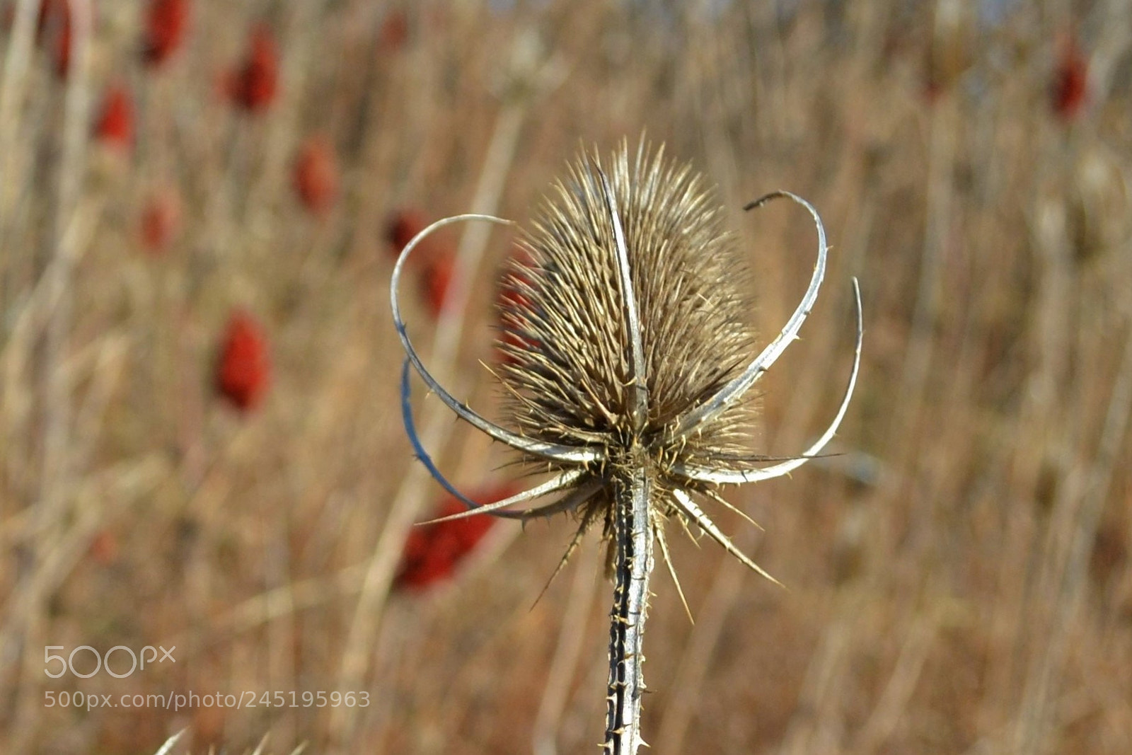 Nikon D3100 sample photo. Warm yet photography