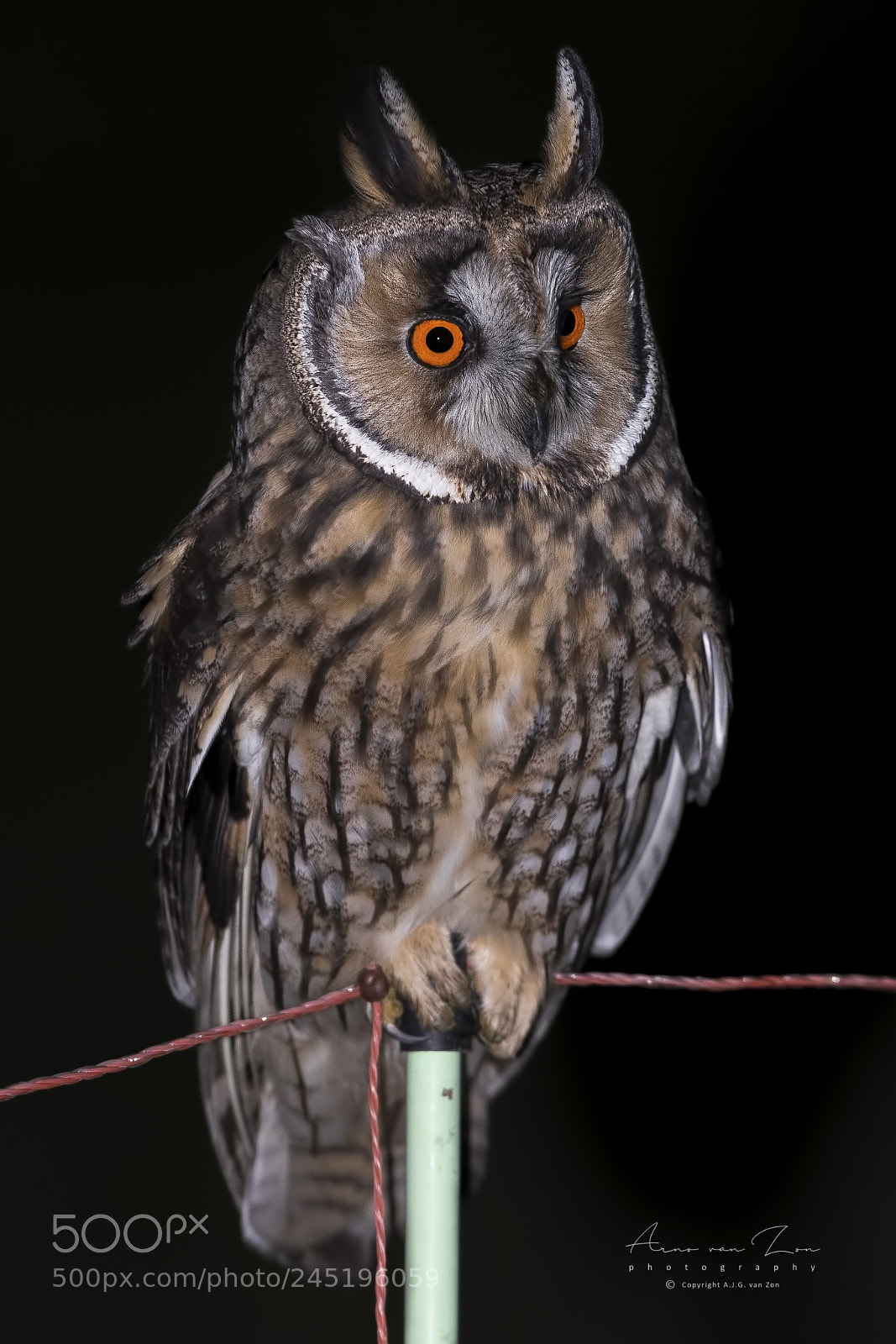 Canon EOS-1D X Mark II sample photo. Long-eared-owl... photography