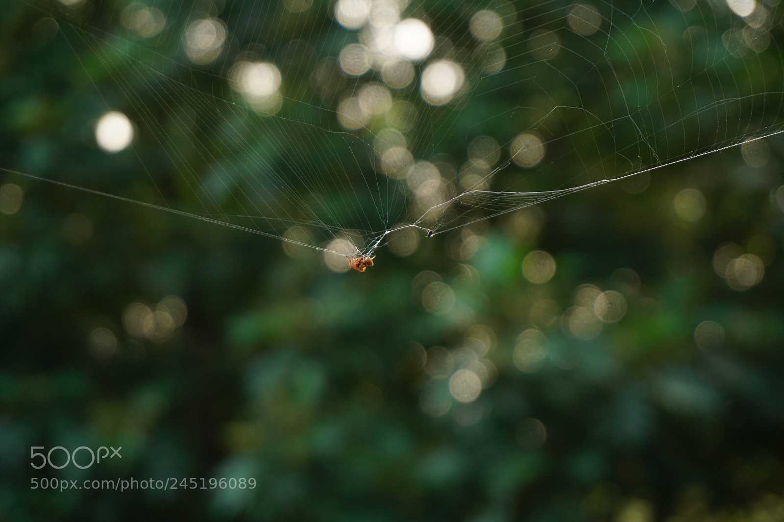 Sony a6300 sample photo. The baby spider photography