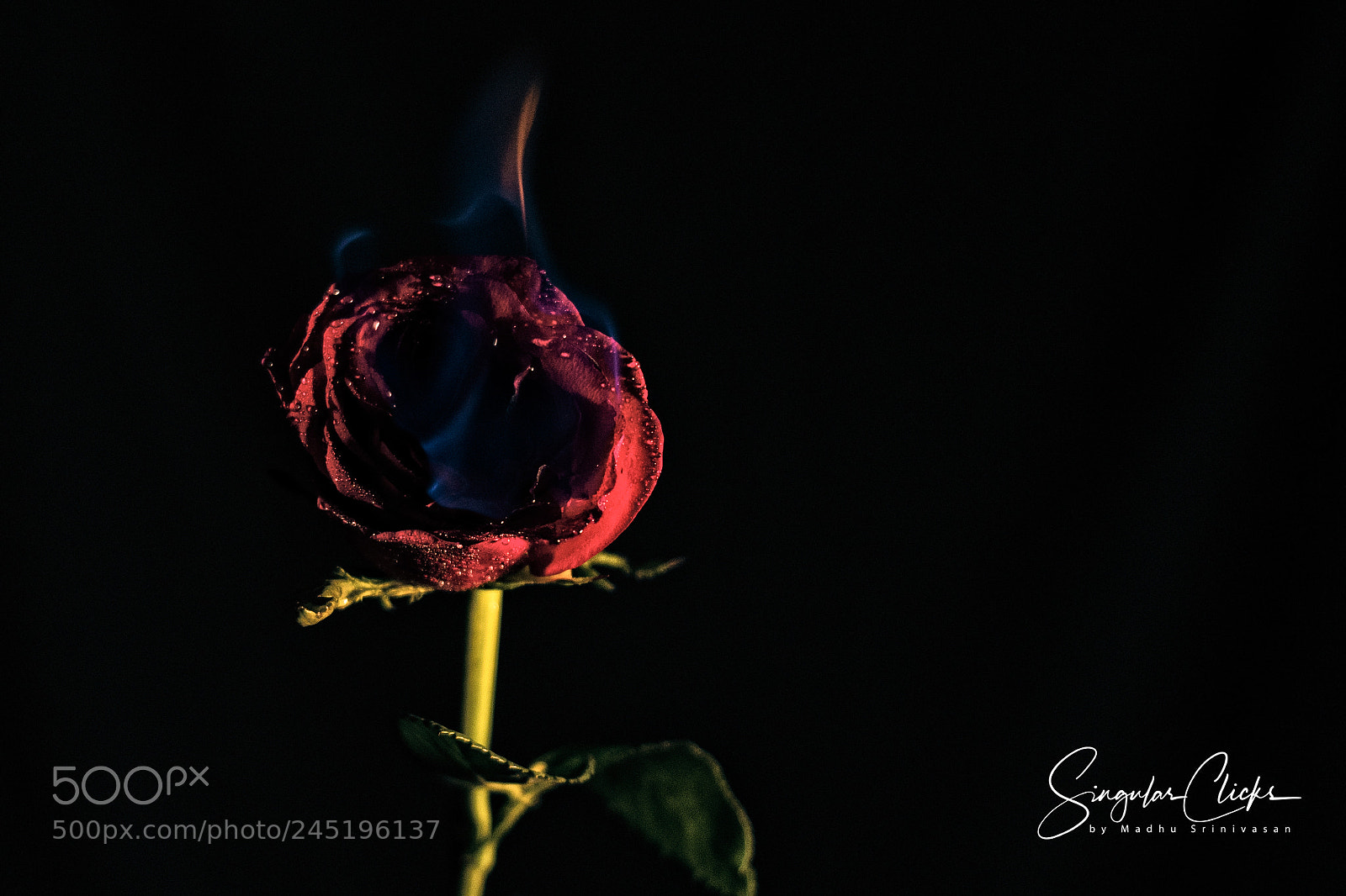 Nikon D500 sample photo. A burning rose photography