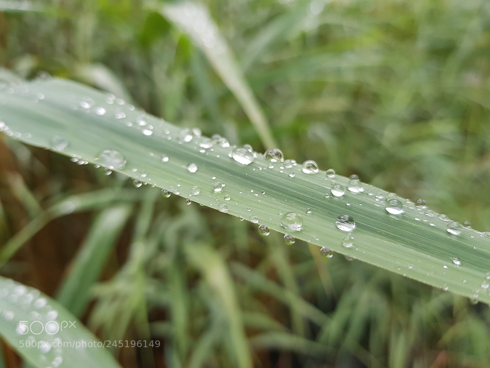 Samsung Galaxy S8+ sample photo. Raindropped leaf photography