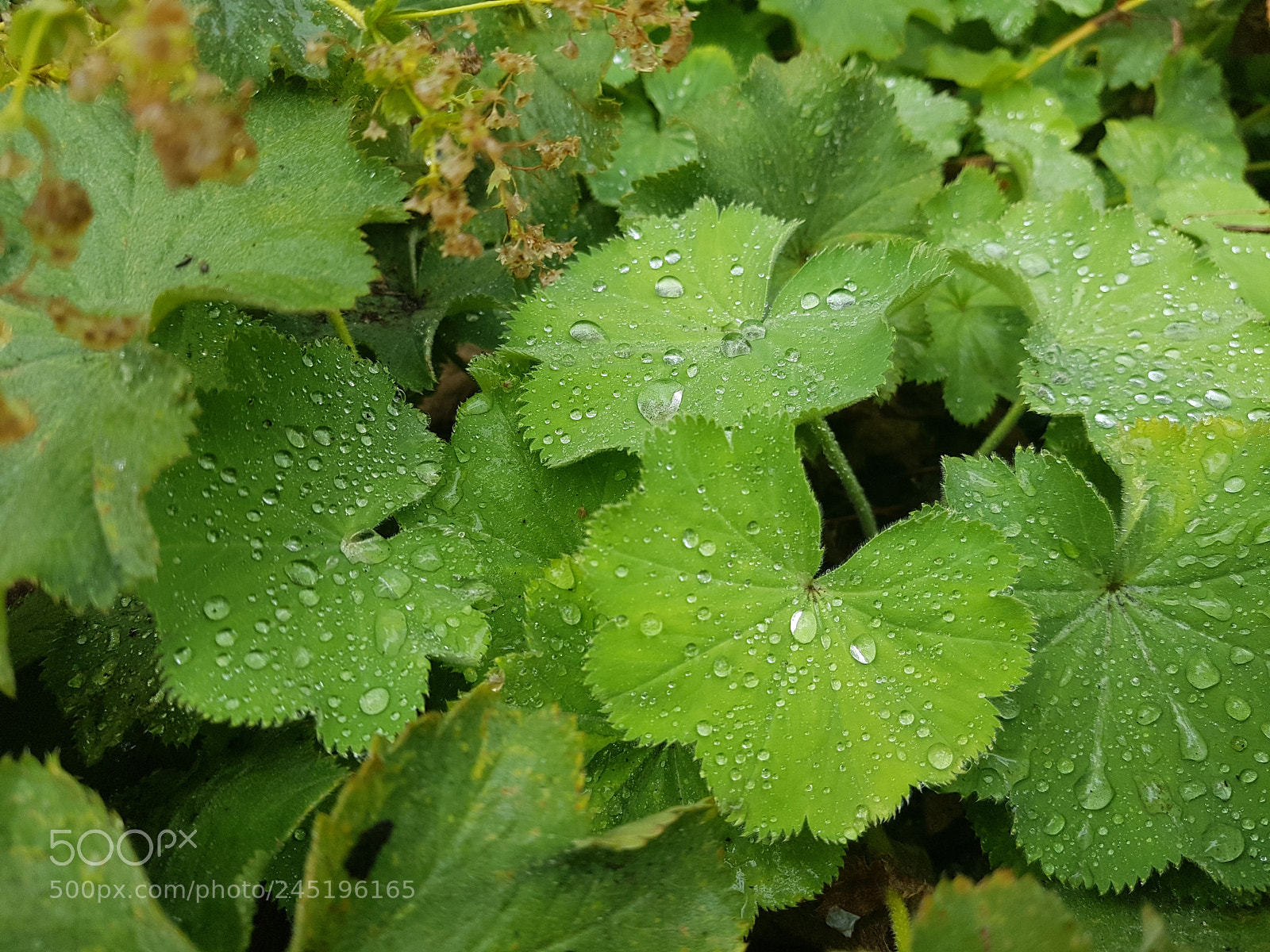 Samsung Galaxy S8+ sample photo. Raindrops pearling photography