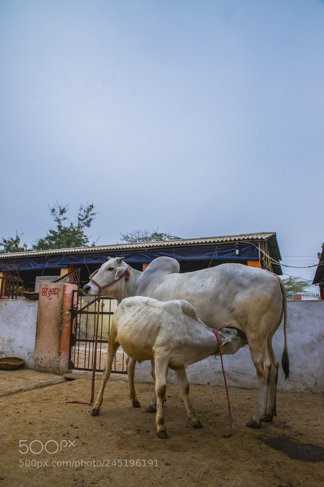 Canon EOS 6D Mark II sample photo. Cow habitat in rural photography